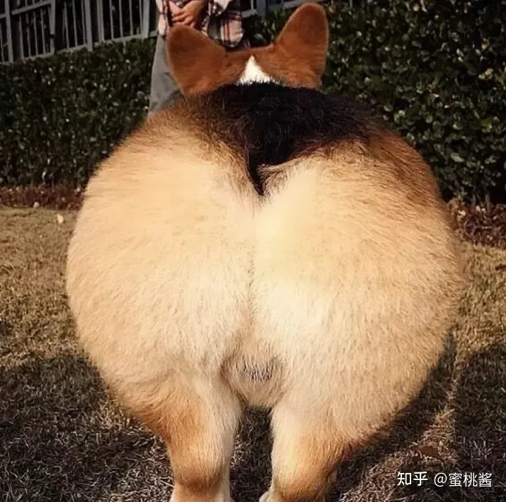 男性为何对美臀如此着迷?GXP胖次天使大评测1 男性为何对美臀如此着迷?GXP胖次天使大评测1