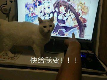 “快给我变!!!”—猫又娘评测1 “快给我变!!!”—猫又娘评测1