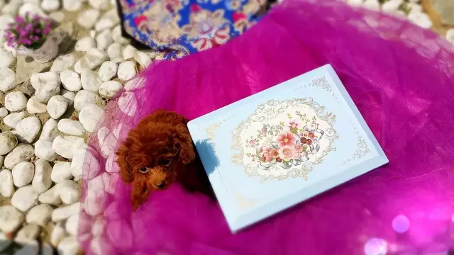 评测:俘获少女心，ZALO marie单头按摩棒