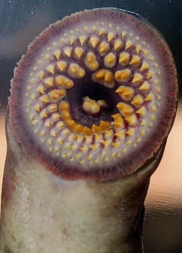 快一个礼拜没去碰我的R20~日本TMA我专用的中出肉便器10 快一个礼拜没去碰我的R20~日本TMA我专用的中出肉便器10